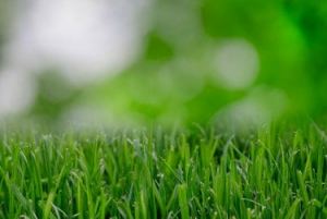 Questa app per la cura del prato aiuta a far crescere l'erba più verde del quartiere