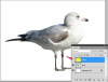 AdobePhotoshopで画像にレイヤーを追加する方法