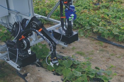 피클 따기 로봇이 농부들의 오이 수확을 돕습니다.