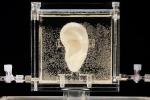 Forskere brukte nettopp en 3D-bioprinter for å vokse opp igjen Van Goghs avkuttede øre