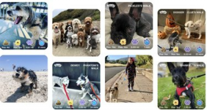Questa app è fondamentalmente Waze per il dog walking